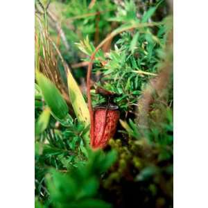  Nepenthes argentii