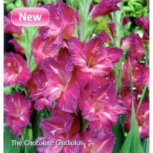  Chocolate Border Gladiolus 8 Bulbs  NEW Lavender Like 