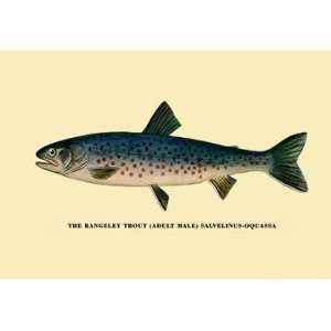 Exclusive By Buyenlarge The Rangeley Trout 20x30 poster  