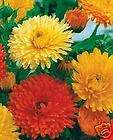   Pot Marigold tons of color x 250+50 Cornflower Seeds Great cut flower