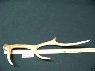Sika Deer Antler,Knife Cane Pen Making Supplies AS0040  
