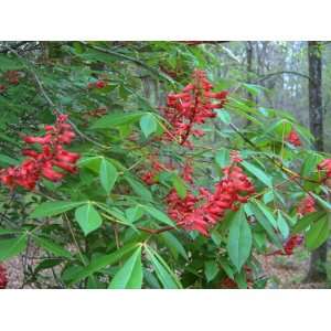  Red Buckeye (Aesculus pavia) Patio, Lawn & Garden