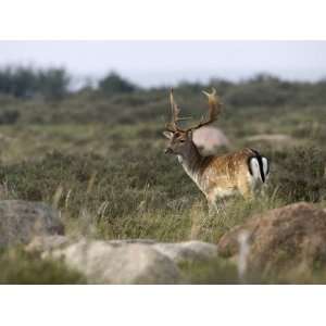  Stag Standing in a Field, Oland, Sweden Photographic 