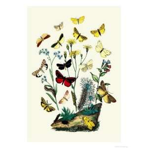  Moths C. Miniata, S. Aurita Giclee Poster Print by 