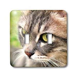 Taiche Photography Cats   Long Haired Tabby Cat   Light Switch Covers 
