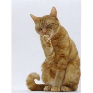  Domestic Cat, Ginger Tabby Female Sitting Licking Front Paw 