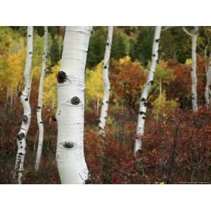  The White Bark of Autumn Colored Aspen Trees National 