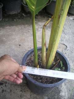 Bulb HELICONIA Variegated Plant +Phytosanitary Cert.  