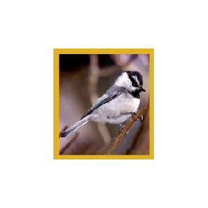  New Magnetic Bookmark Mountain Chickadee High Quality 