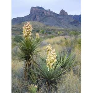  Spanish Dagger in Blossom Below Crown Mountain, Chihuahuan 