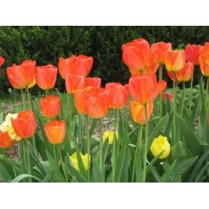 10 Darwin Hybrid Orange Queen Tulip Flower Bulbs  Grocery 
