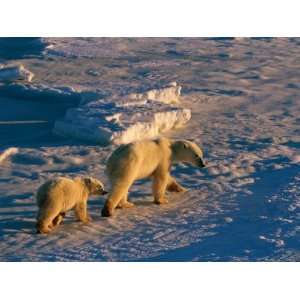  A Mother Polar Bear Walks Across a Windswept Snowfield 