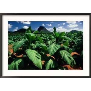  Tobacco Plants with Mountains Behind., Glass House 