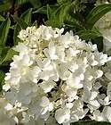 BoBo Dwarf Hydrangea Bush   Huge White Blooms all Summer   Proven 