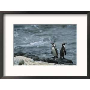 Pair of Humboldt, or Peruvian, Penguins on a Rocky Shore Framed 