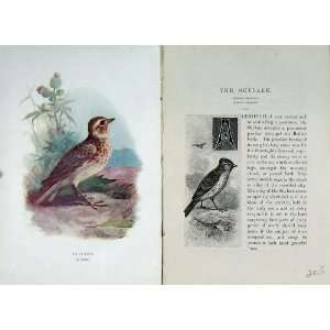  1901 Swaysland Wild Birds Skylark Thorburn Colour