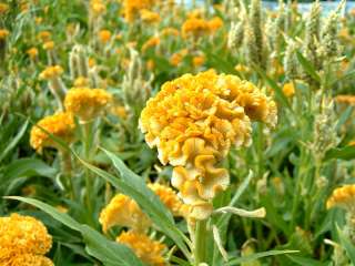 25 Gold Giant Celosia Cockscomb Seeds + Free Bonus  