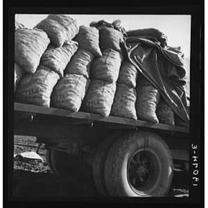  Kern County, California. Truck loaded with potato seed 
