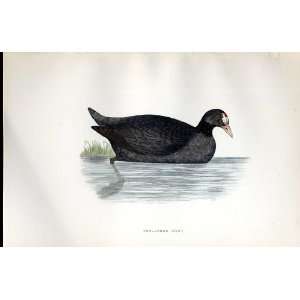  Red Lobed Coot Bree H/C 1875 Old Prints Birds Europe