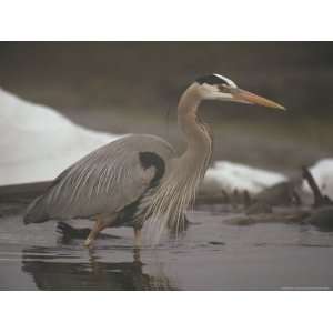  Close View of a Great Blue Heron Searching the Shallows 