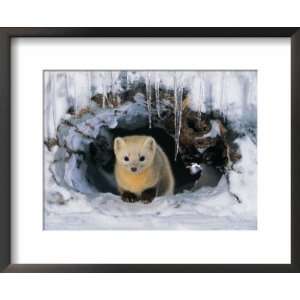  Japanese Weasel, in Burrow in Snow and Ice, Japan Framed 