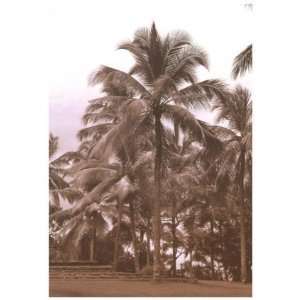  Coconut Grove, Serai, Note Card by H. Porter, 5x7