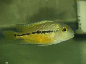 Hypsophrys Nicaraguensis Macaw Cichlid Live Fish  