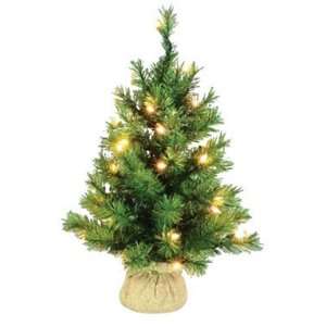  Charm Tree SCS 223 20B Celebrations Seedling Spruce With 