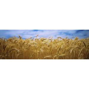 Wheat Crop Growing in Palouse Country, Washington, USA Photographic 