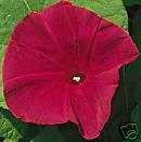Scarlet OHara Morning Glory Flower Seeds *Deep Red*  