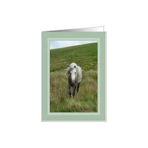  Blank Card   Wild Dappled Grey Pony, Green Frame Card 