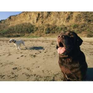  Two Dogs Take a Breather on the Beach National Geographic 