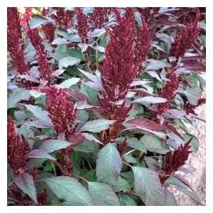  Amaranthus Marvel Bronze Seeds Patio, Lawn & Garden