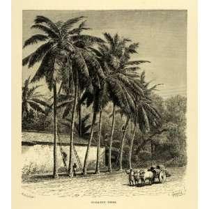    nut India Oxen Cart Botanical Plant Art   Original Wood Engraving