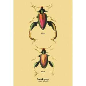  Beetle Chinese Sagra Buquetu #2 20x30 Canvas