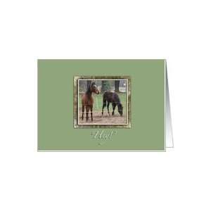  Hey Horses Hanging Out Together Blank Card Health 