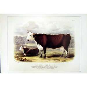  C1990 Mammals Hereford Cattle Bos Taurus Colour Print 