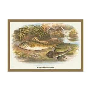 Ruffe and Millers Thumb 12x18 Giclee on canvas 