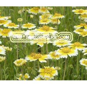    TIPS Layia Platyglossa     5,000 Flower Seeds Patio, Lawn & Garden