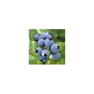  40 Blueberry Seeds Patio, Lawn & Garden