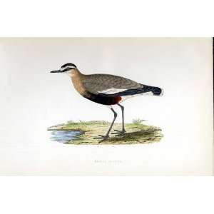  Social Plover Bree H/C 1875 Old Prints Birds Europe