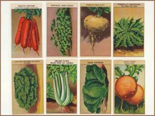 144 Vintage French Flower & Veg Seed Labels All Difnt  