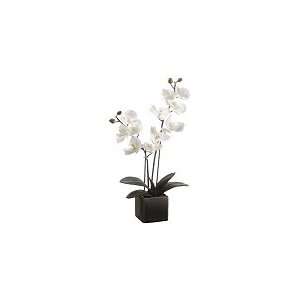  19 Phalaenopsis Orchid Plant