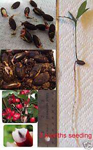 12 Rare Miracle Fruit (Synsepalum dulcificum)seeds pot  