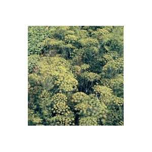   , Boquet Herb   Anethum graveolens   100 Seeds Patio, Lawn & Garden
