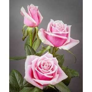 Pink rose 5 seeds great color easy to grow great house patio garden 