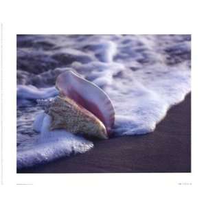  Conch In Surf   Poster by Ruth Burke (11.75x9.5)