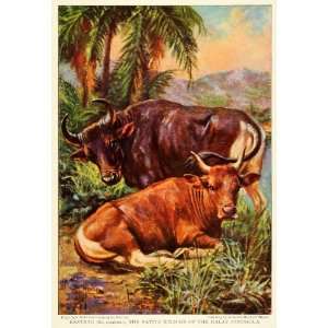  1925 Print Banteng Native Wild Ox Malay Peninsula Tembadau 