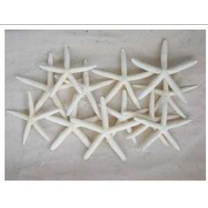  LOT of 10 White Linkia Starfish Wedding Decor 6 8 