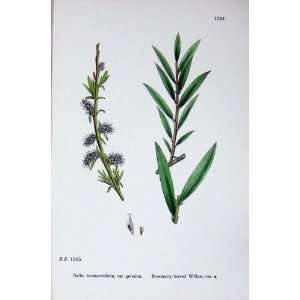  Botany Plants C1902 Rosemary Leaved Willow Salix Colour 